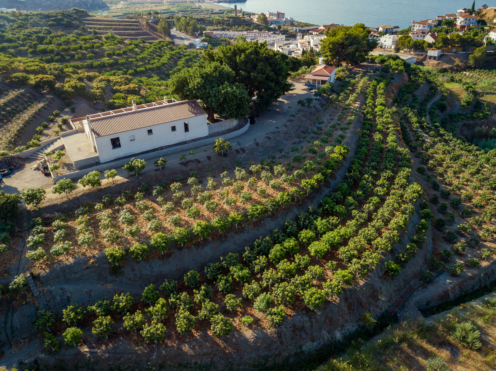 aguacates-tropical-millenium-velez-malaga
